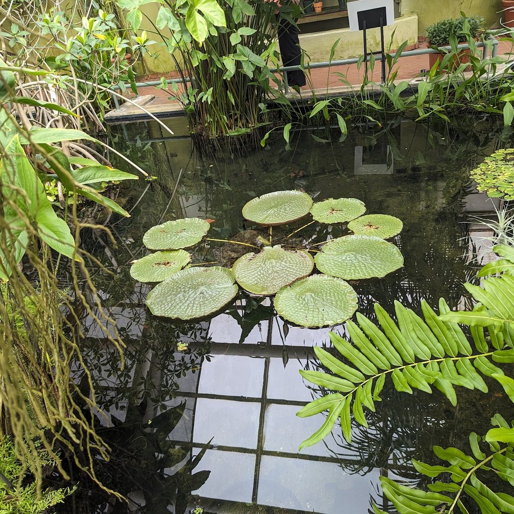 Steinhardt Conservatory 1