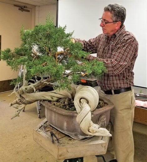 Bonsai Basics I 1