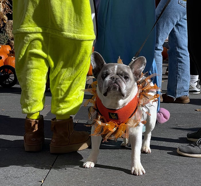 Downtown Evanston Trick or Treat Stroll 1