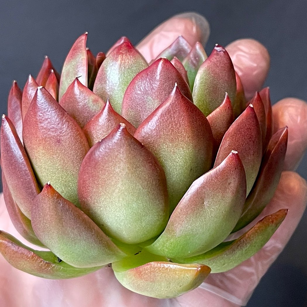 CKNY Succulents 1