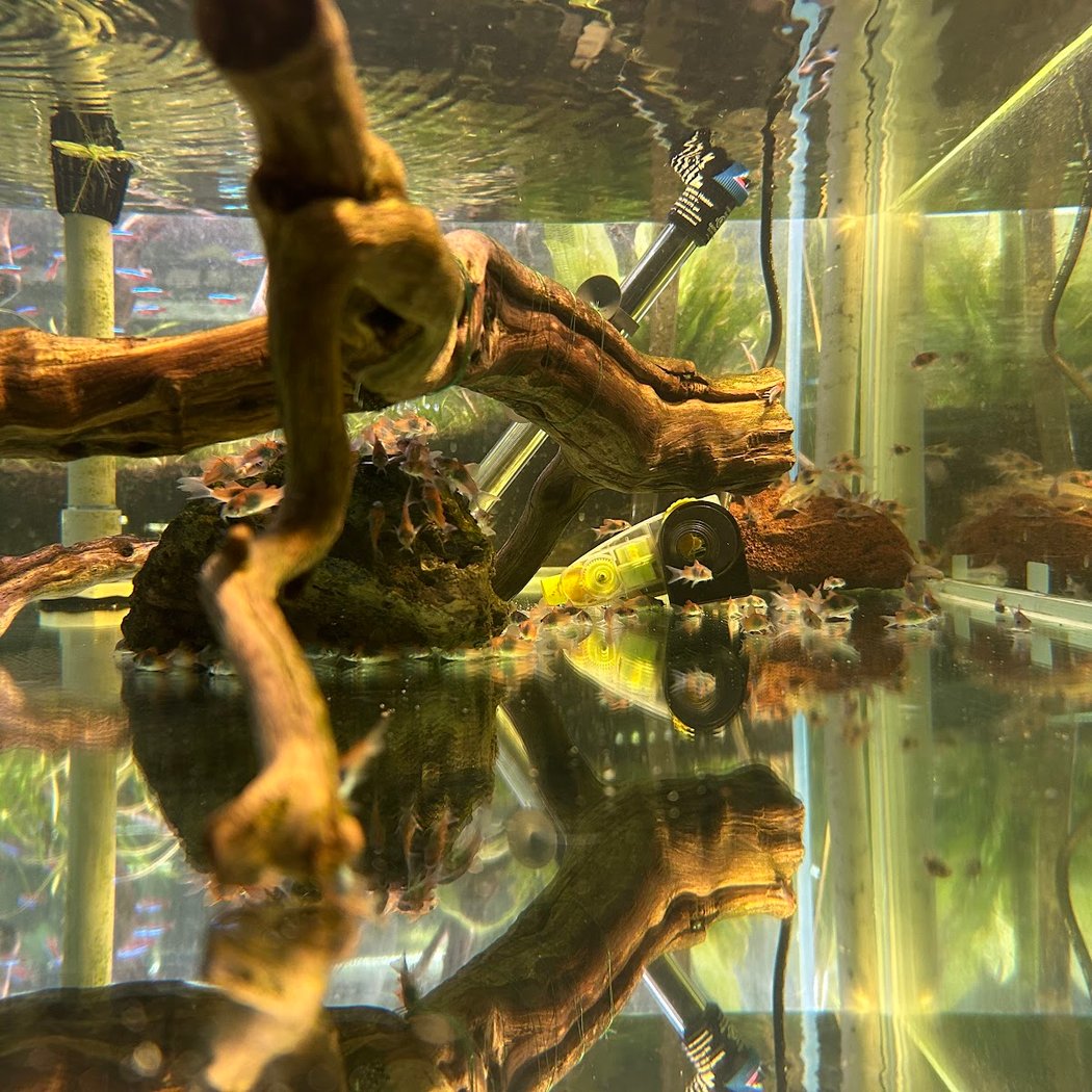 SF Aquatic 3