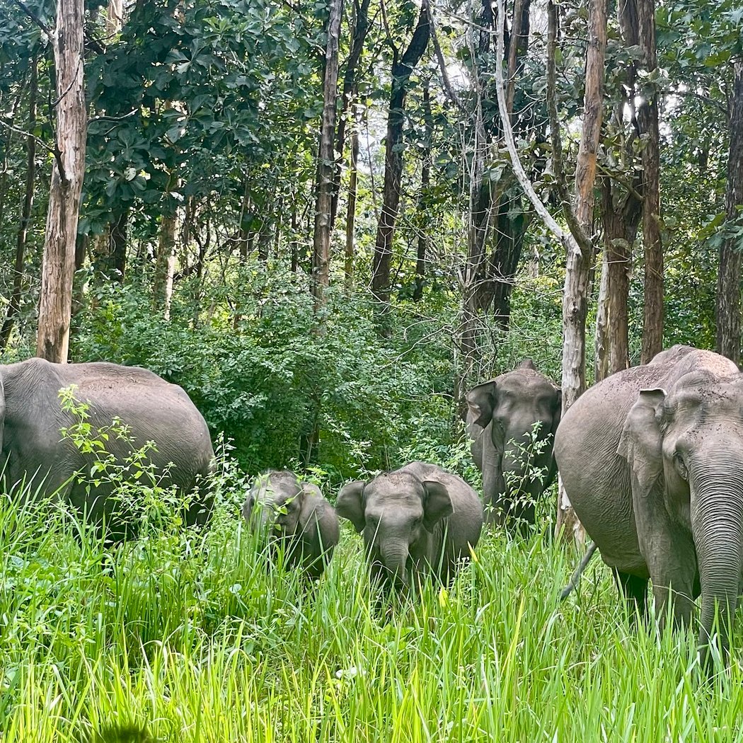 Nagarahole Tiger Reserve 3