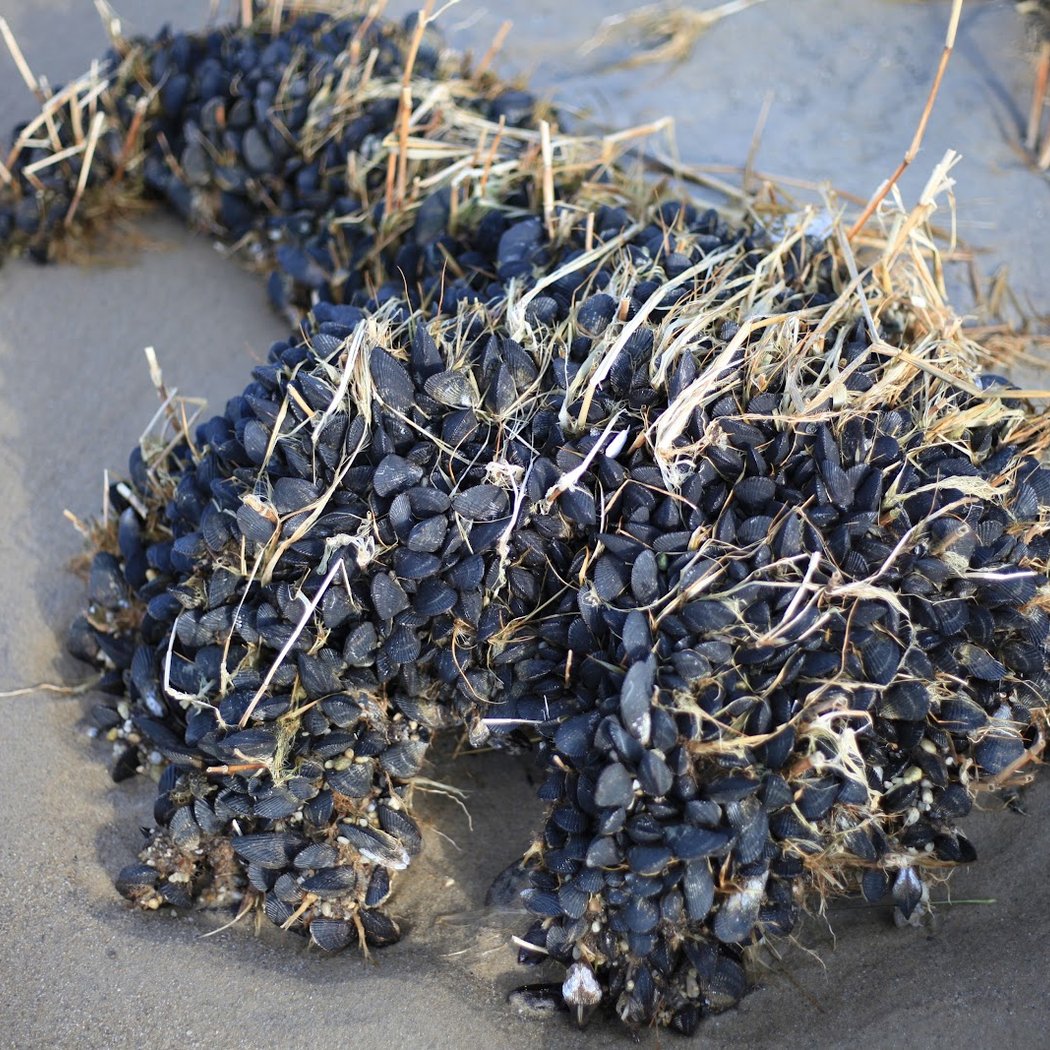 Jamaica Bay Cleanup 3
