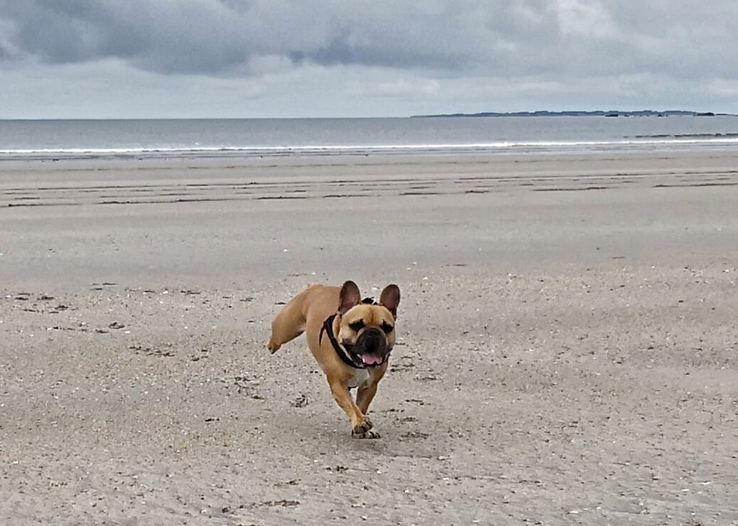Tourisme avec mon chien 1