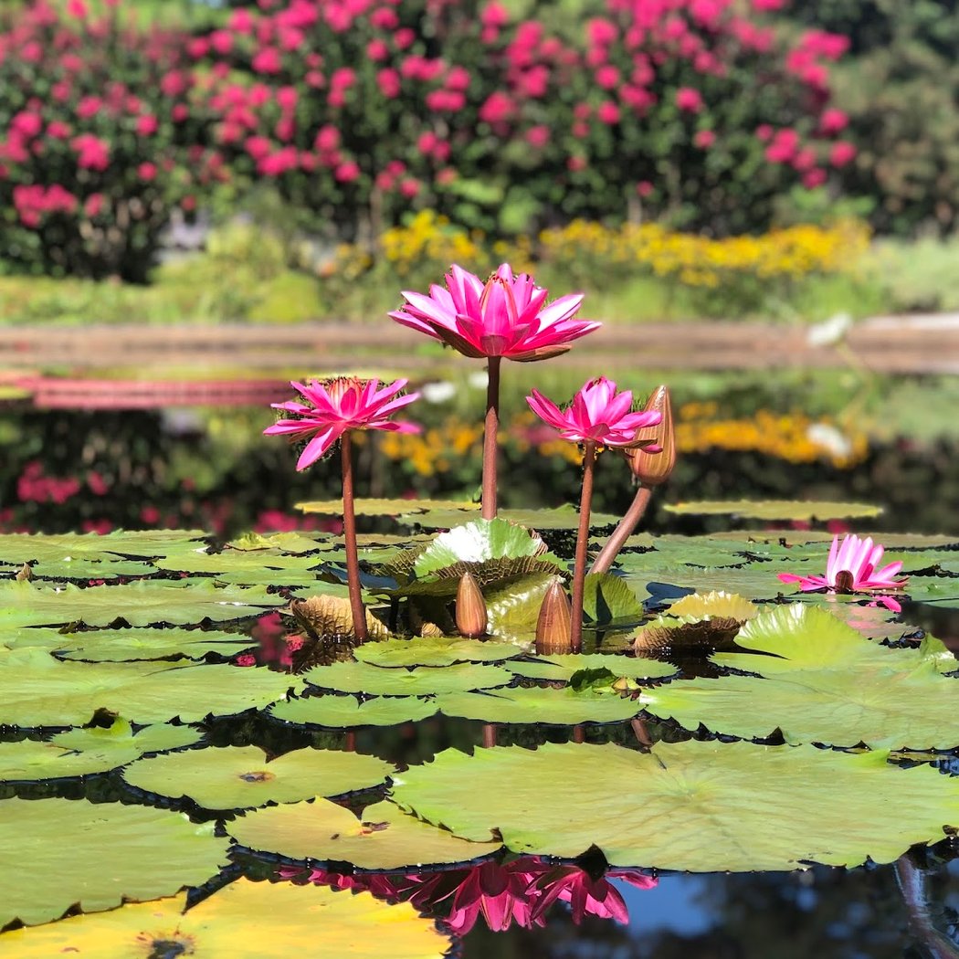 Pond-O-Rama 4
