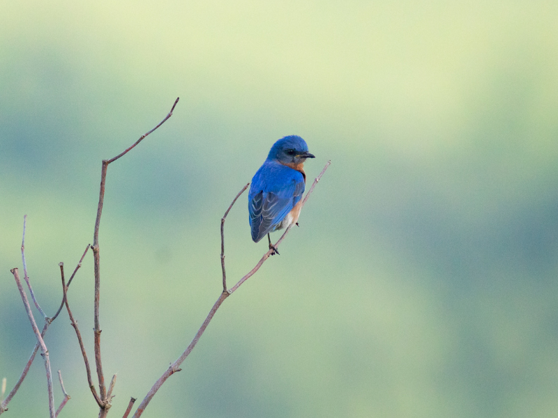 Bird Walk with Alan Peterson 1
