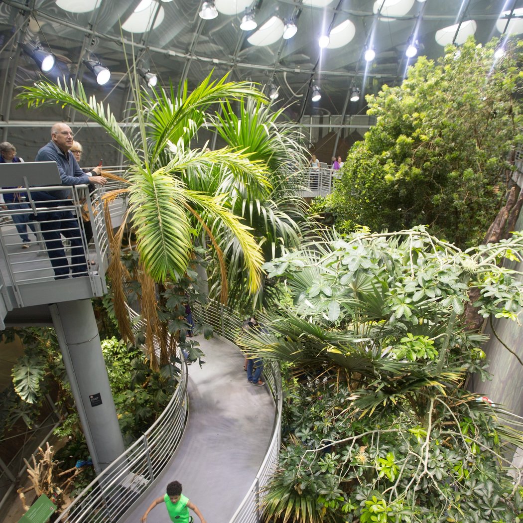 Osher Rainforest 2