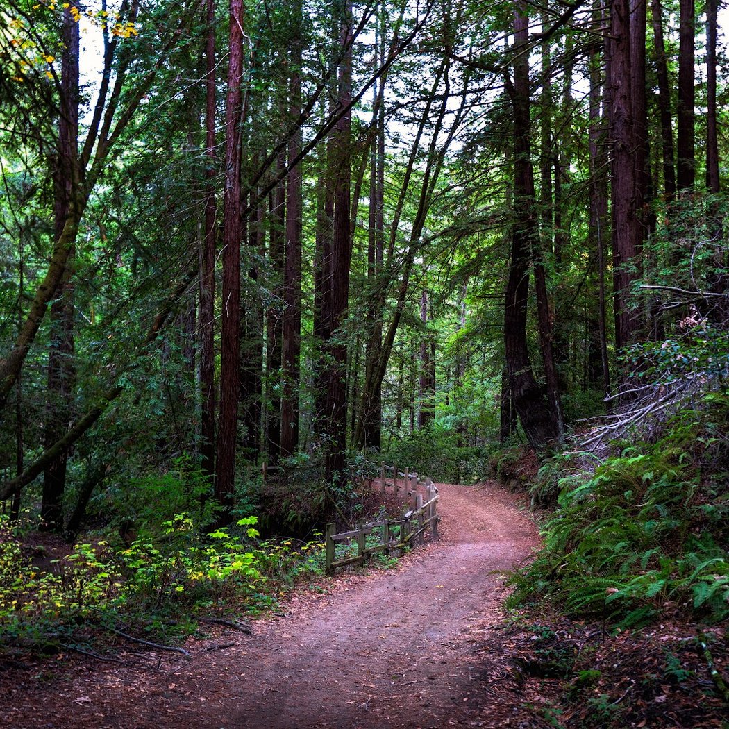 Huddart Park 1