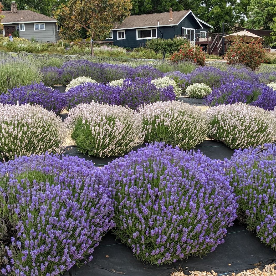 Lavender Labyrinth and Flower Gardens 1