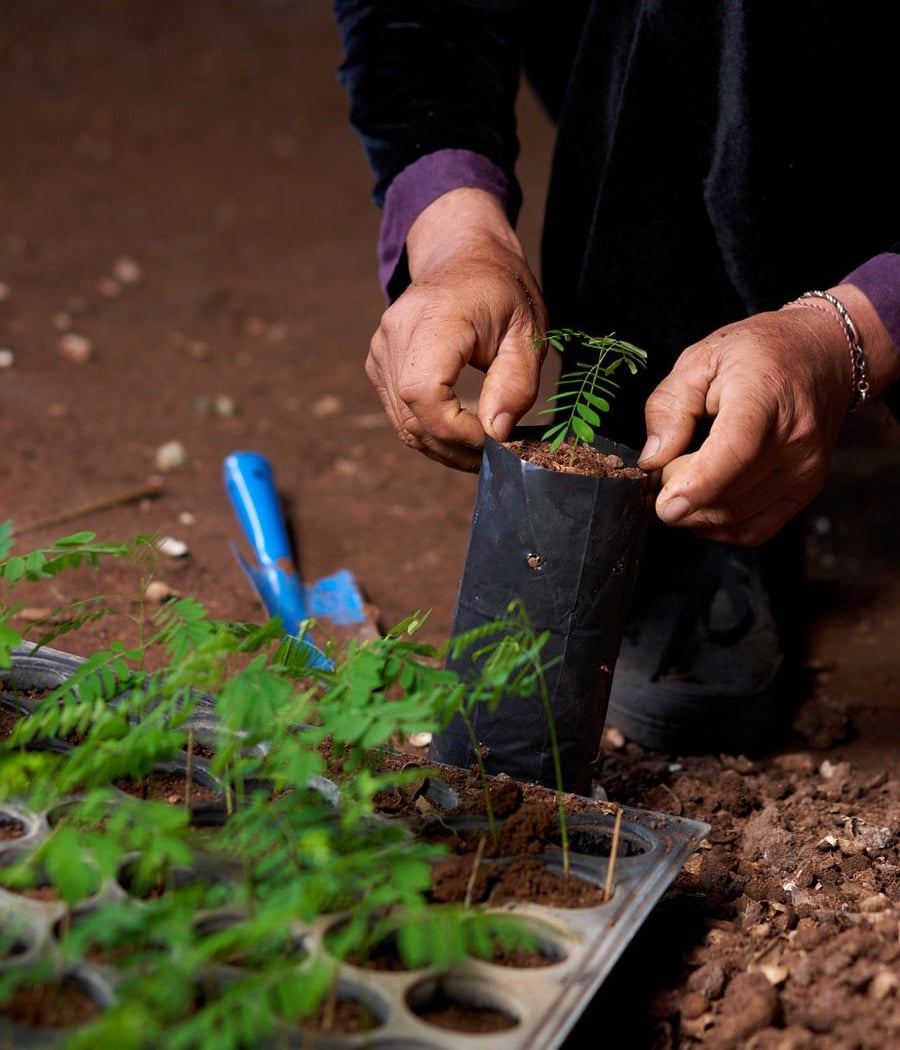 Seed Collection 101 2