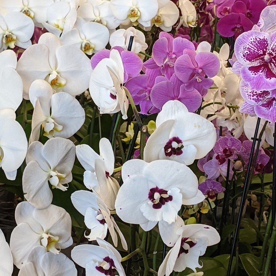 Melissa Orchid 1