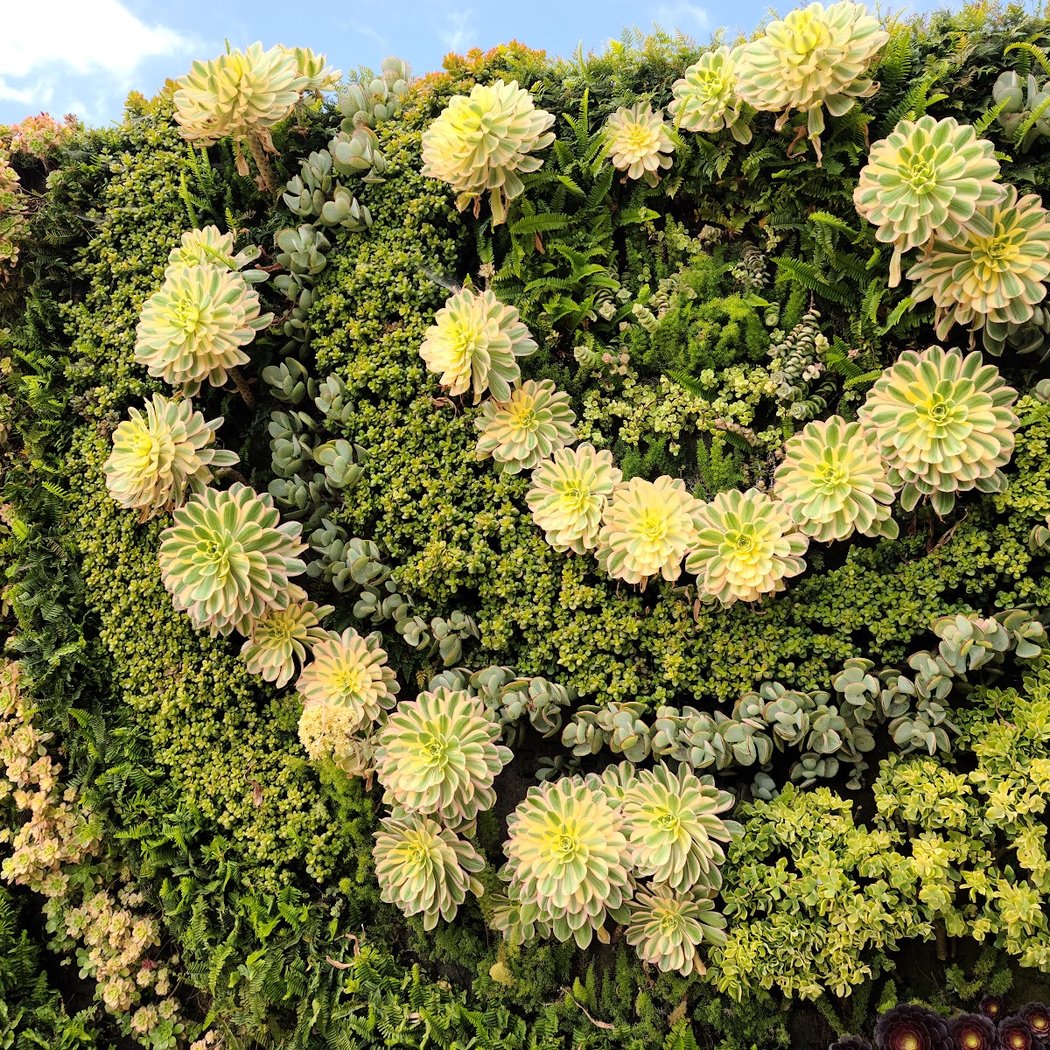 South Coast Botanic Garden 3