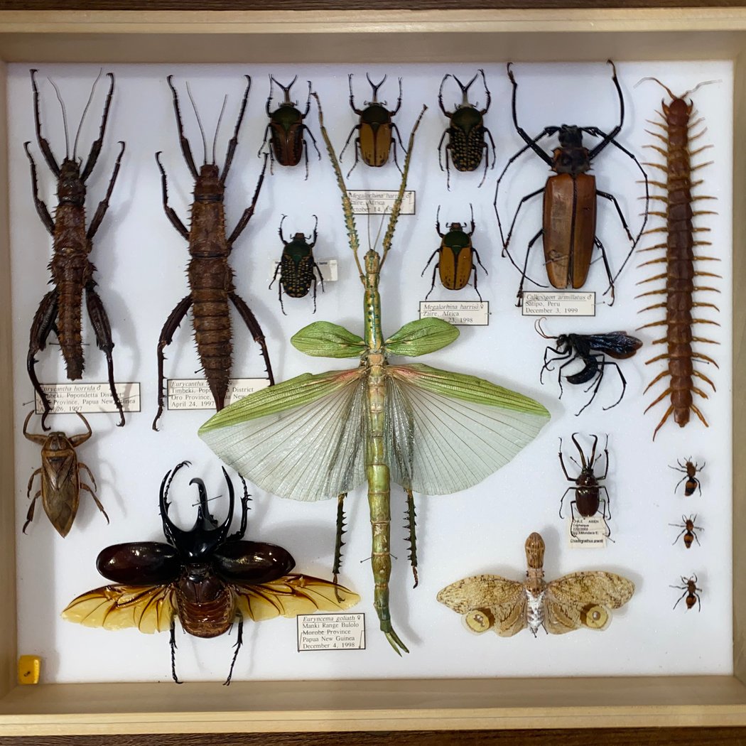 BugFest 3