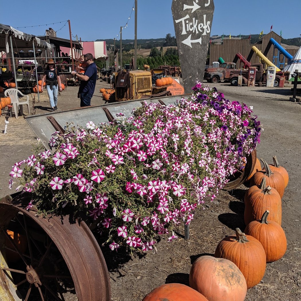 Pronzini Farms Christmas Trees & Pumpkin Patch 3