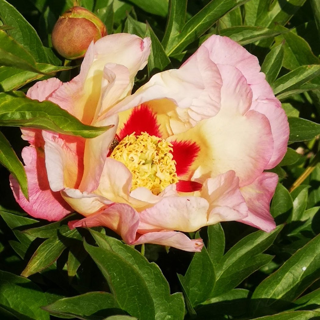 Jardin du Ver Têtu 1