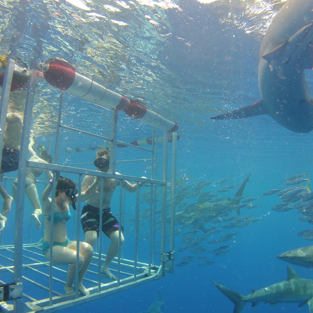 North Shore Shark Adventures 1