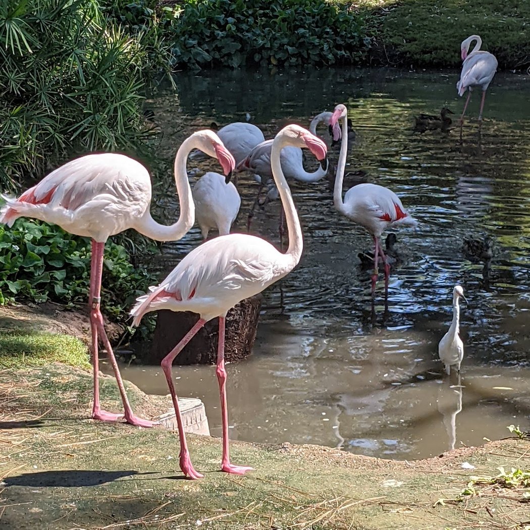 Fly Away Home: Arizona's Amazing Migratory Birds 1
