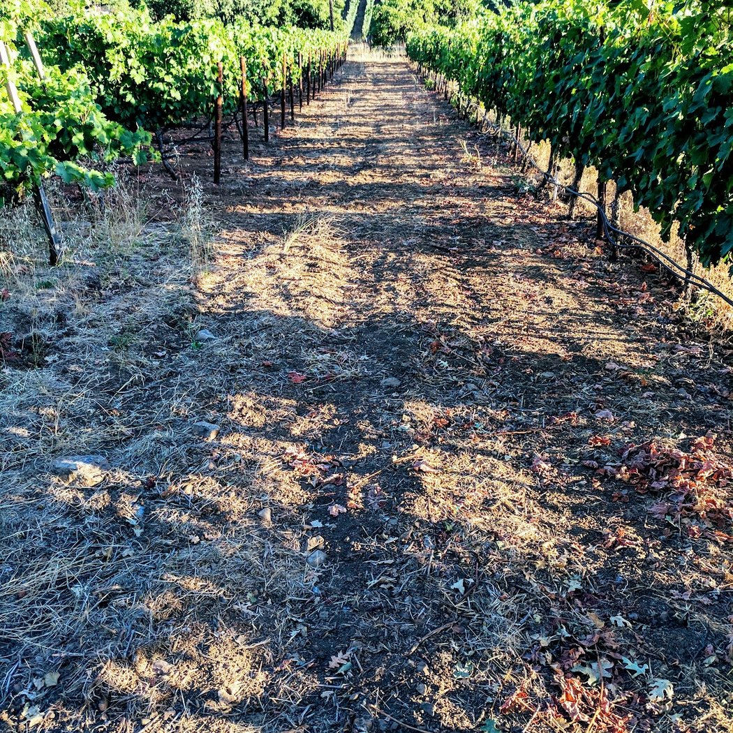 Howell Mountain Vineyards 3