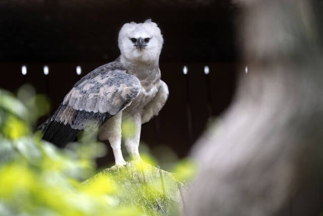 Remarkable Raptors 3
