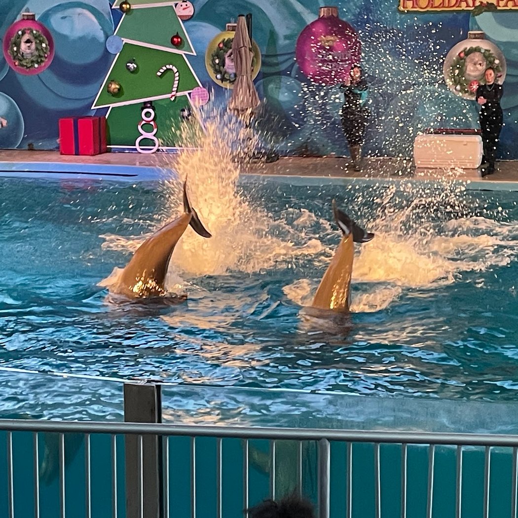 Dolphin Harbor 3