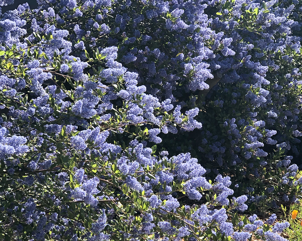 The California Native Garden: Spring 1