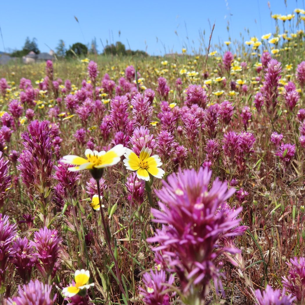 Kite Hill Wildflower Preserve 2