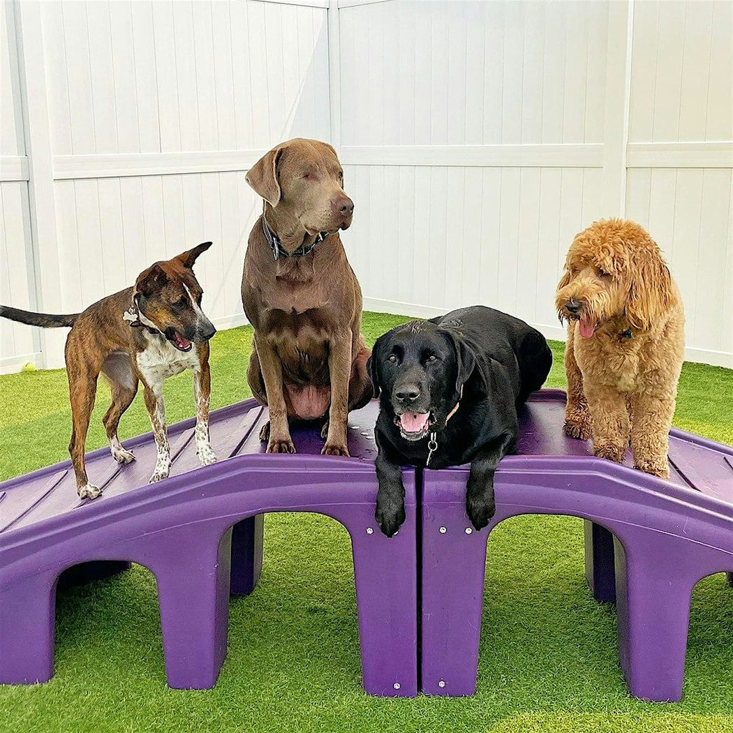 Bark in the Park 3
