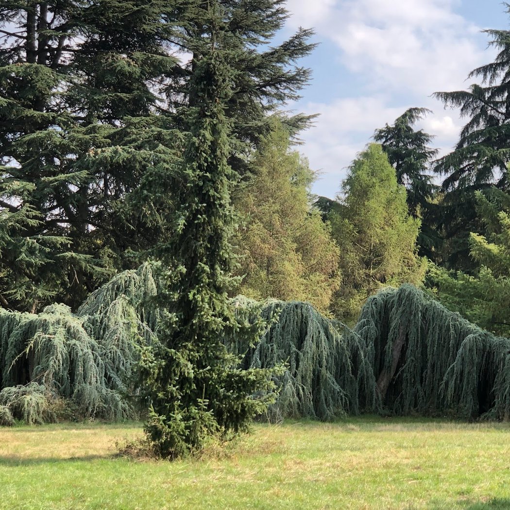 Apprendre à reconnaître les arbres 2