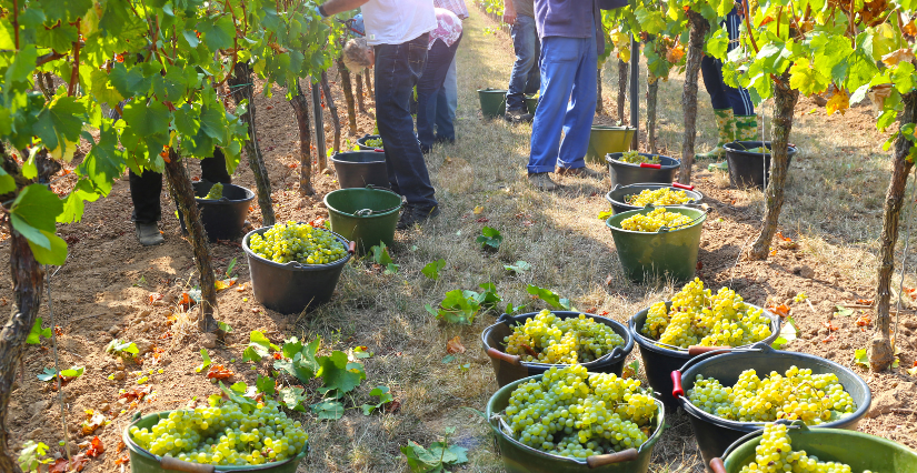 Fête des Vendanges et du Terroir 1