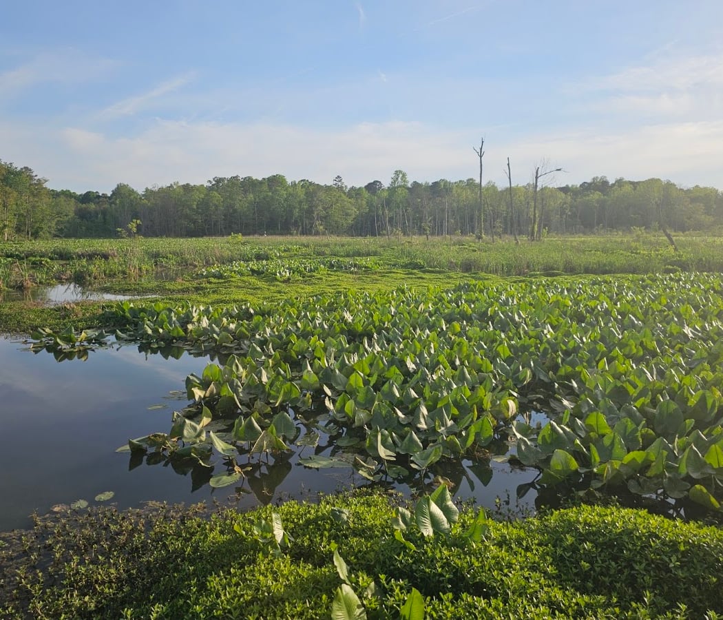 Conestee Nature Preserve 3