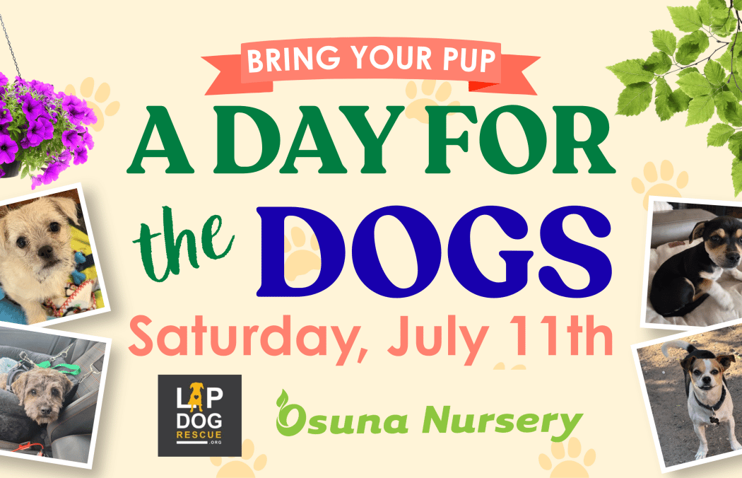 A Day for the Dogs 1