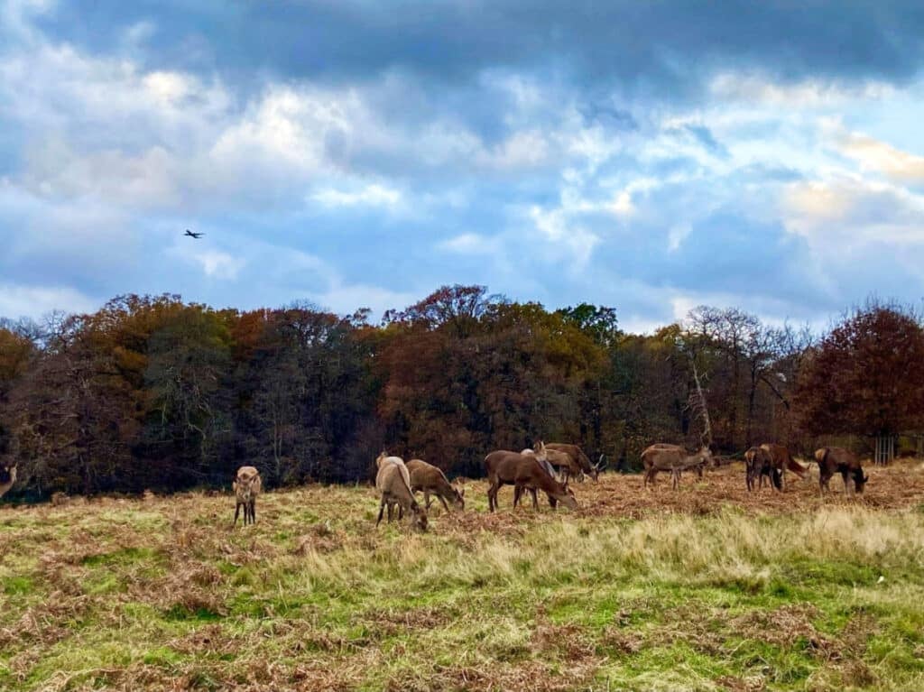 Richmond Park 2