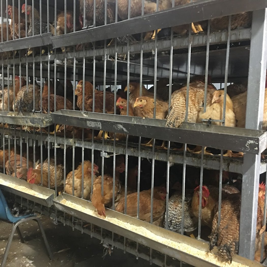 Far Rockaway Halal Live poultry 1