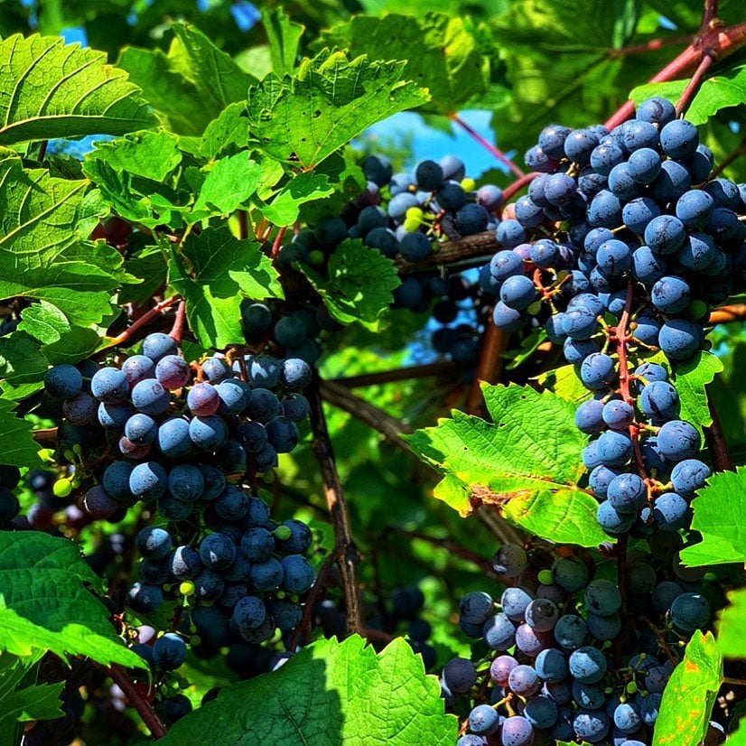 Estate Wine and Cider Tastings 4