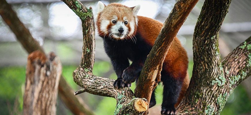 Louisville Zoo 3