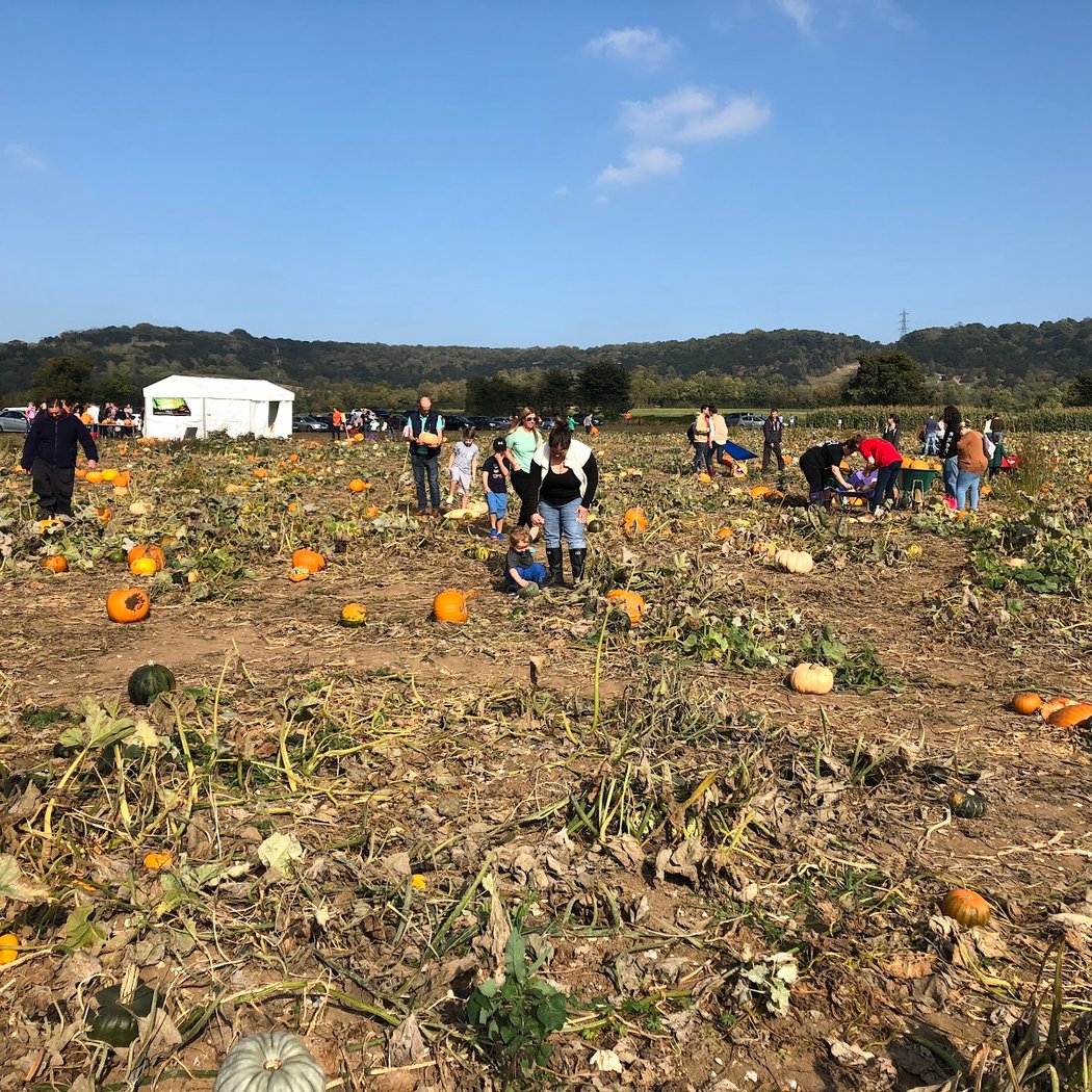 Pumpkinmoonuk 1