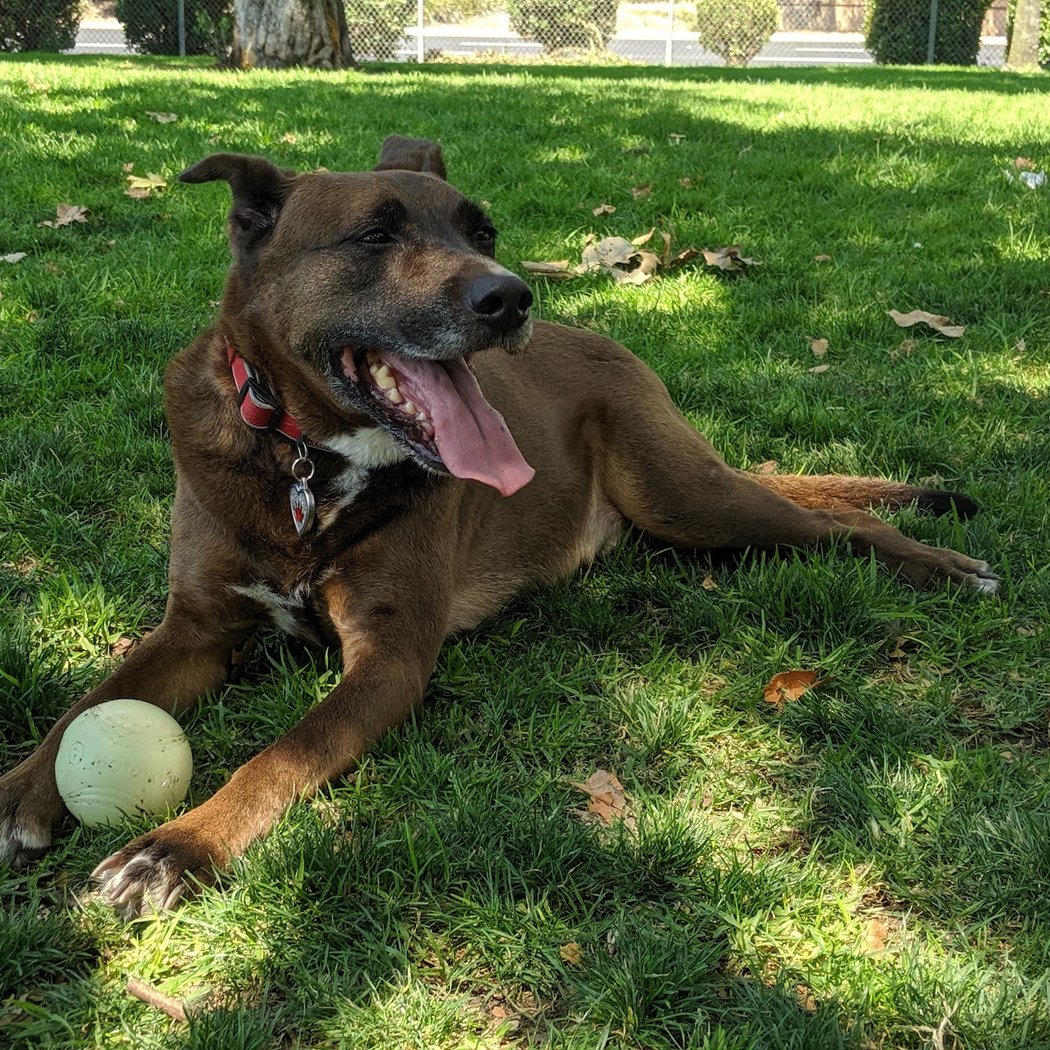 Larry J Marsalli Dog Park 1