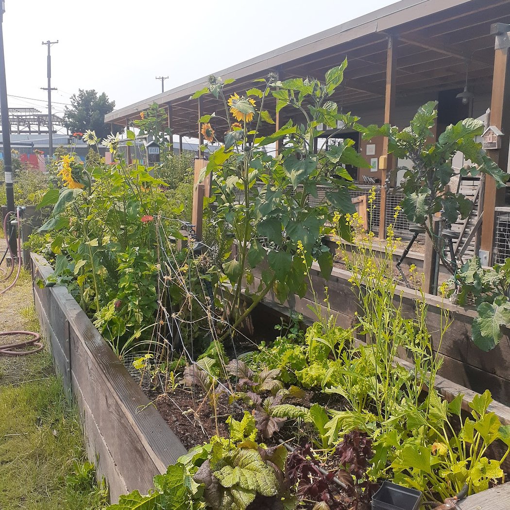 Community Farm Day 4