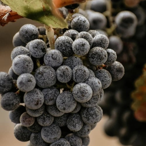 Hints of Harvest: A Women’s Wine Collective Event