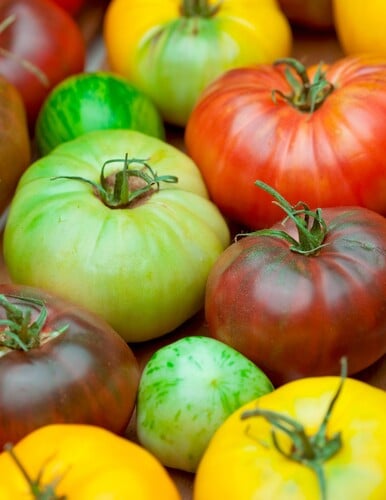 Growing Great Tomatoes with Larry the Tomato Guy 1