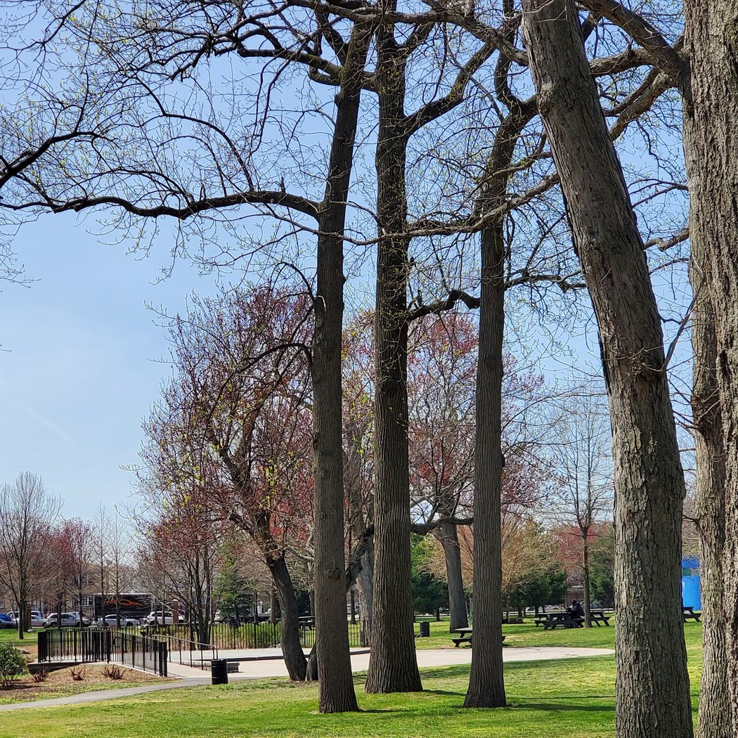 City Nature Challenge: Biodiversity Hike 3