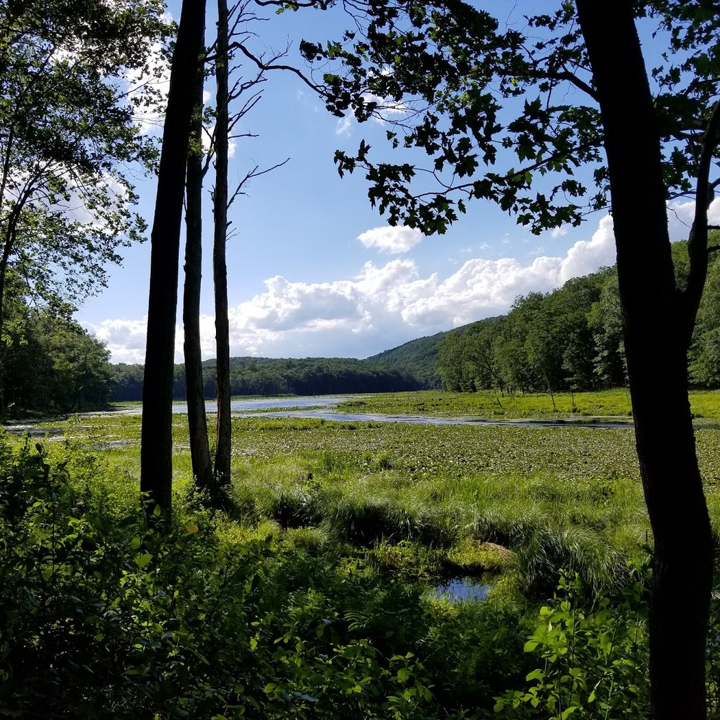 Tails and Trails at Bennett’s Pond 2