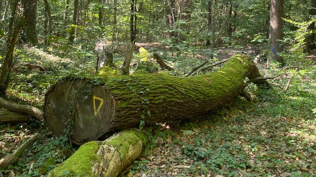 Morbras State Park 3