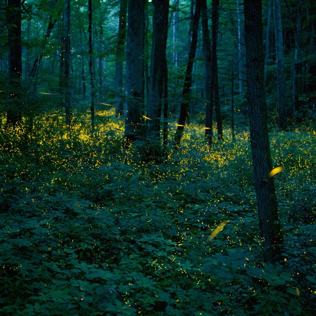 I Spy Fireflies! 2