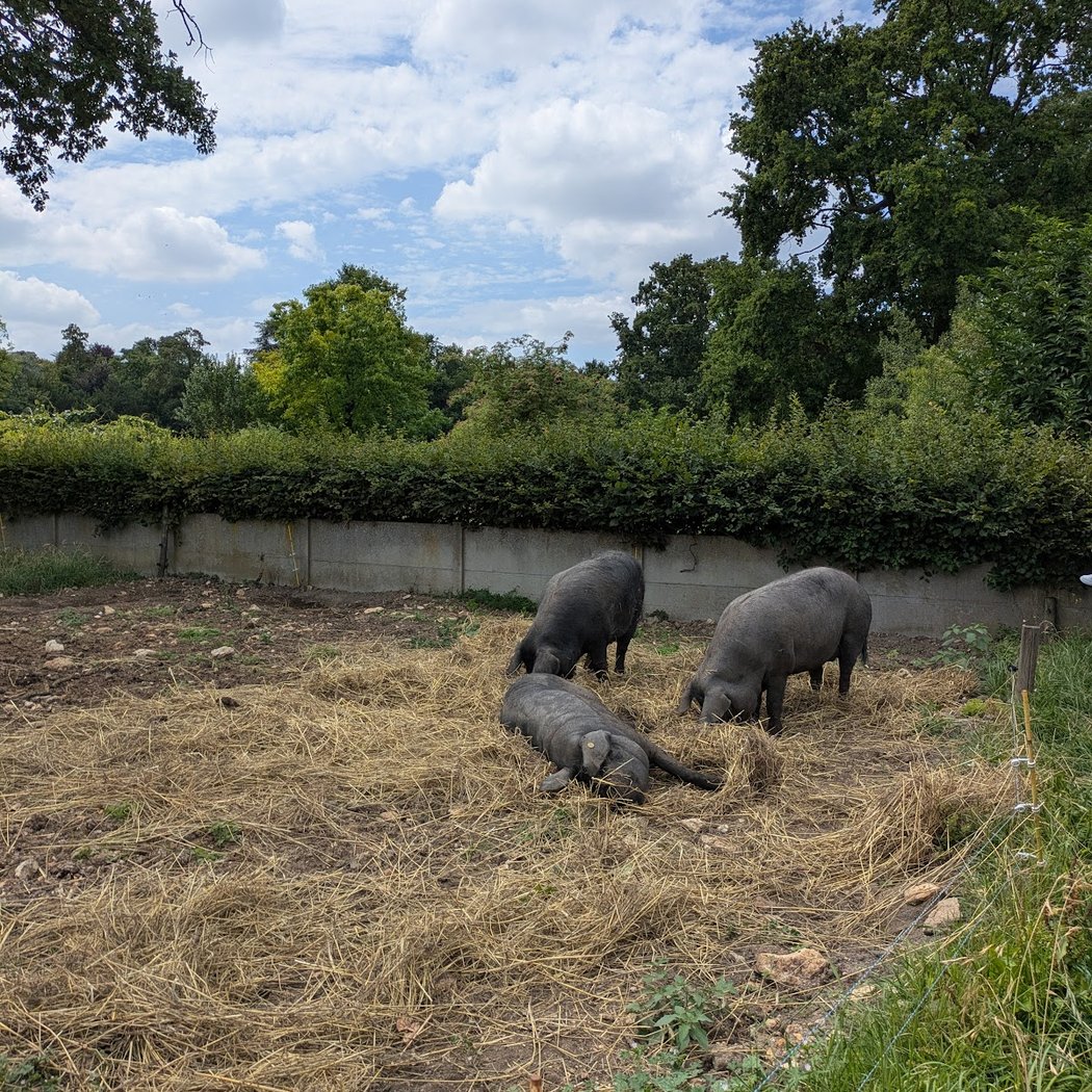 L'eau à la ferme, et découverte de la mare écologique 3