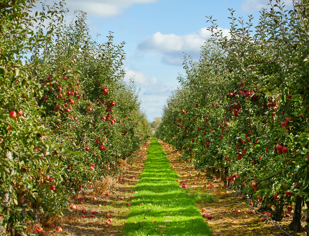 Apple Fest 3