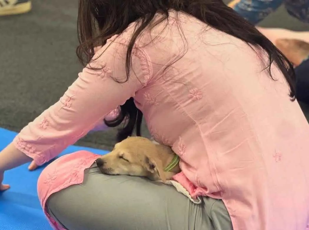 Puppy Yoga 2