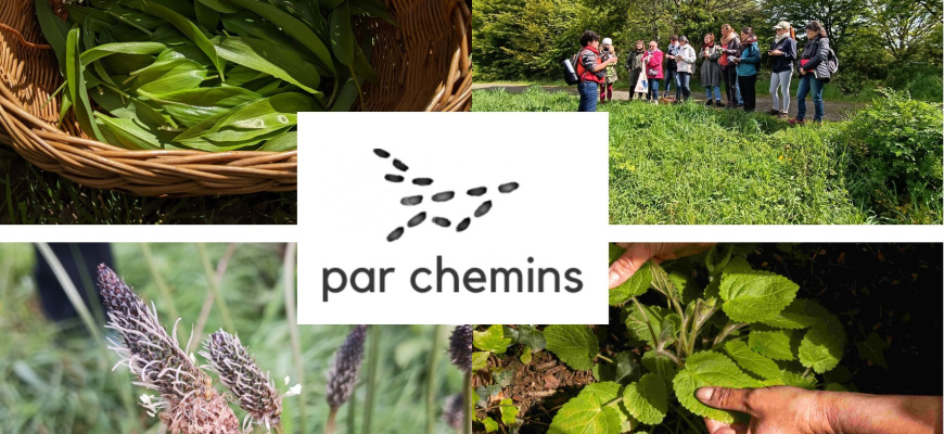 Balade-découverte des plantes sauvages comestibles 1