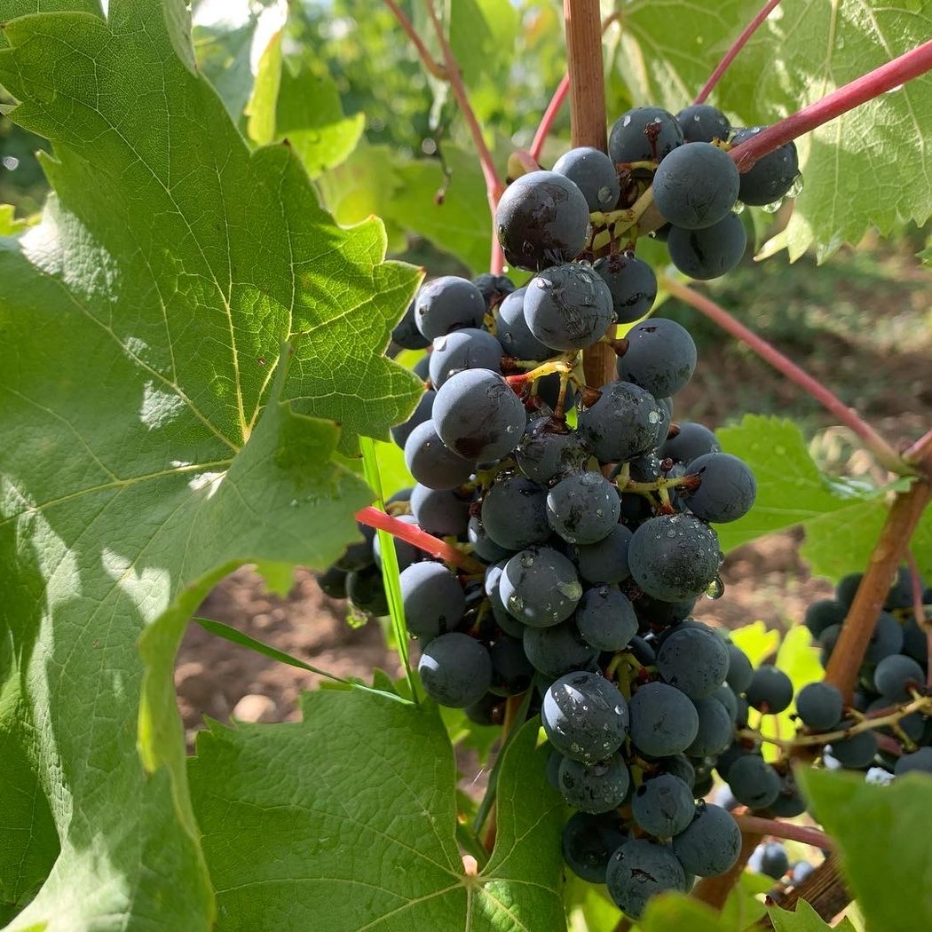 Le vin à poil ! Xavier Marchais & Morgane Tessier 2