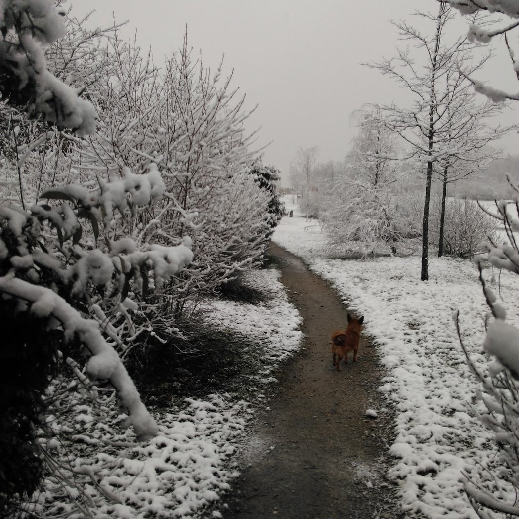 Parc des Guillaumes 1